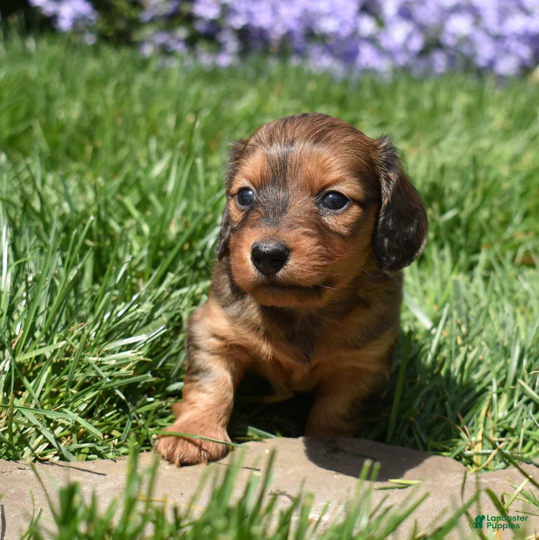 Miniature Dachshund dogs for sale: Hazel - Ad 1