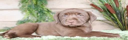 Labrador Retriever dogs for sale: Helga - Ad 5