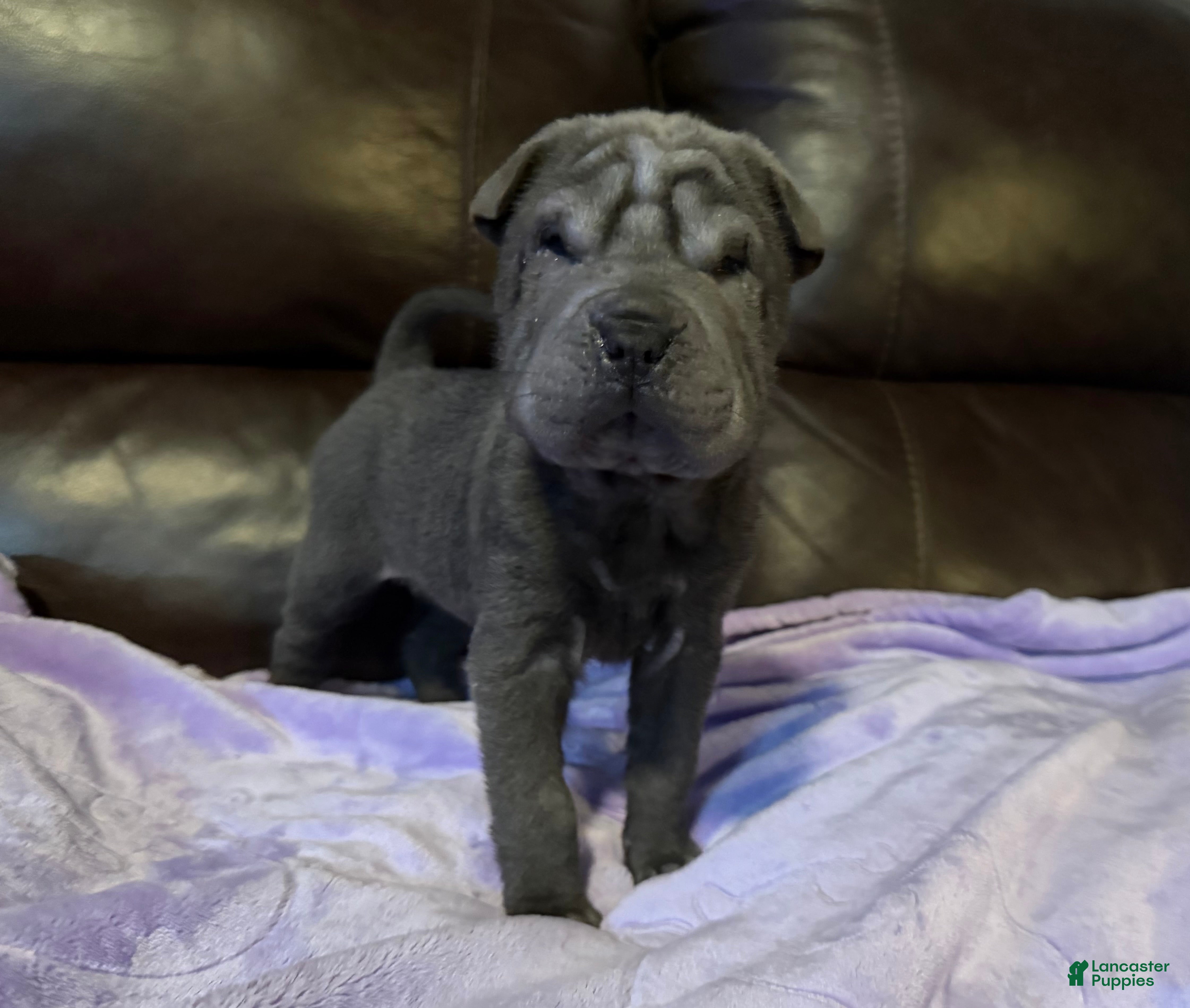 Shar Pei dogs Rapunzel - Ad 1