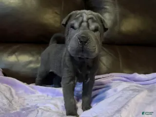 Shar Pei dogs Rapunzel - Ad 1