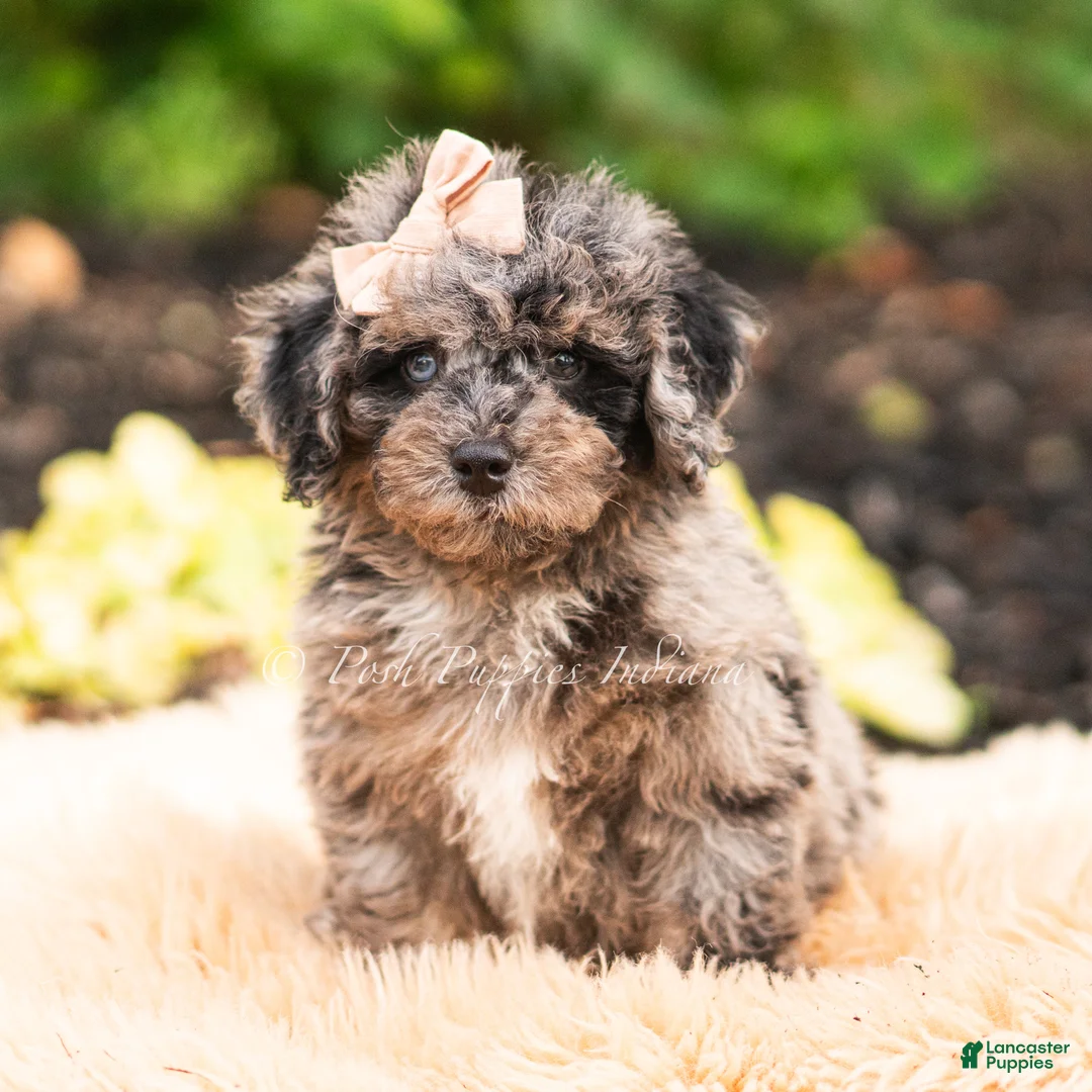 Maltipoo dogs for sale: Mossmallow - Ad 2