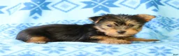 Yorkshire Terrier dogs for sale: Darcy - Ad 8
