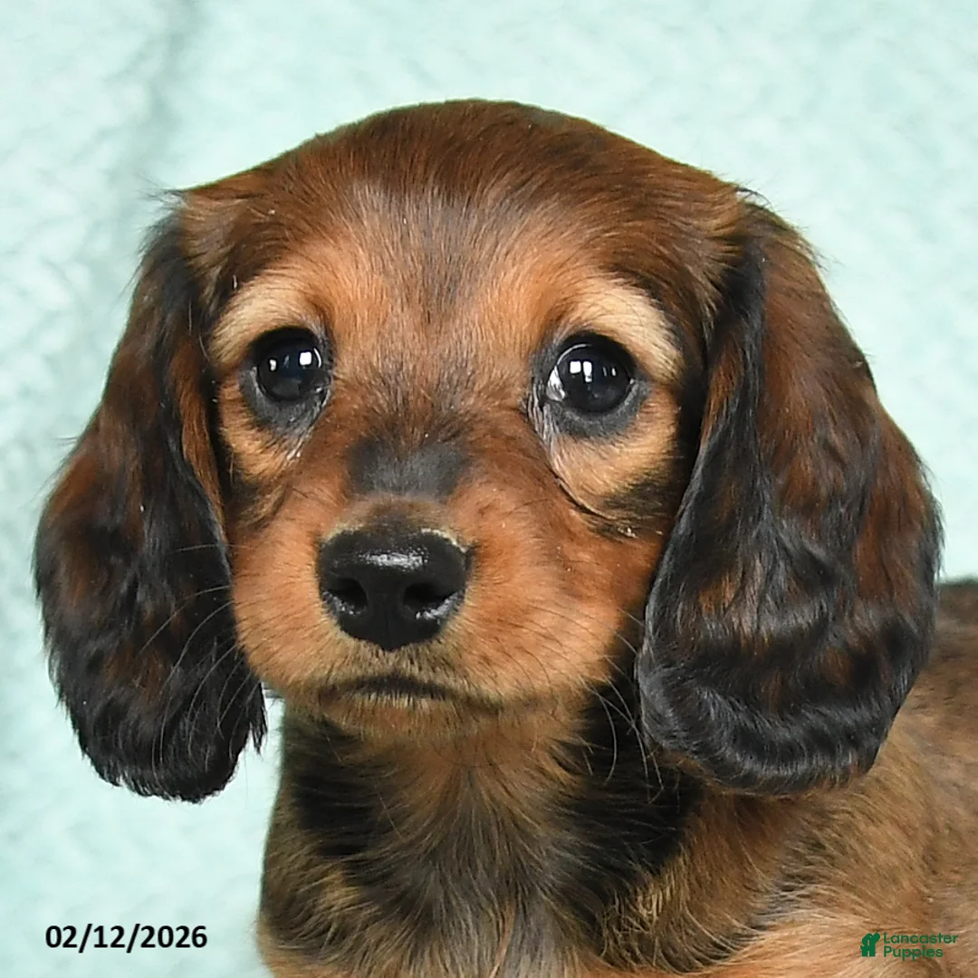Miniature Dachshund dogs for sale: Dorry - Ad 3
