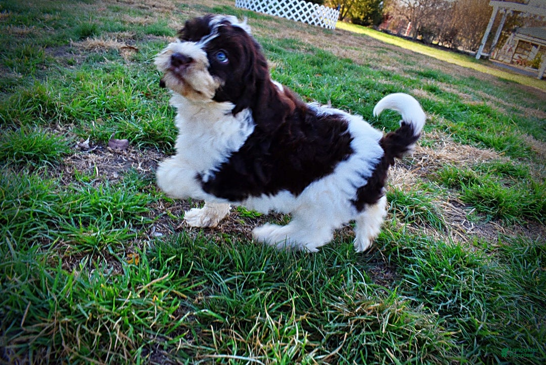 Havapoo dogs for sale: Priscilla - Ad 15