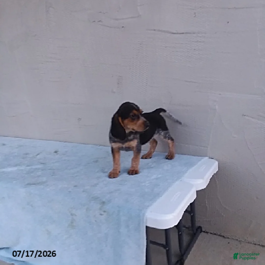 Beagle dogs for sale: Smokey - Ad 3