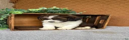 Havanese dogs for sale: Adam  - Ad 4
