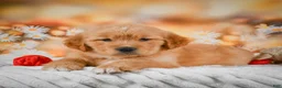 Golden Retriever dogs for sale: Rosie - Ad 9
