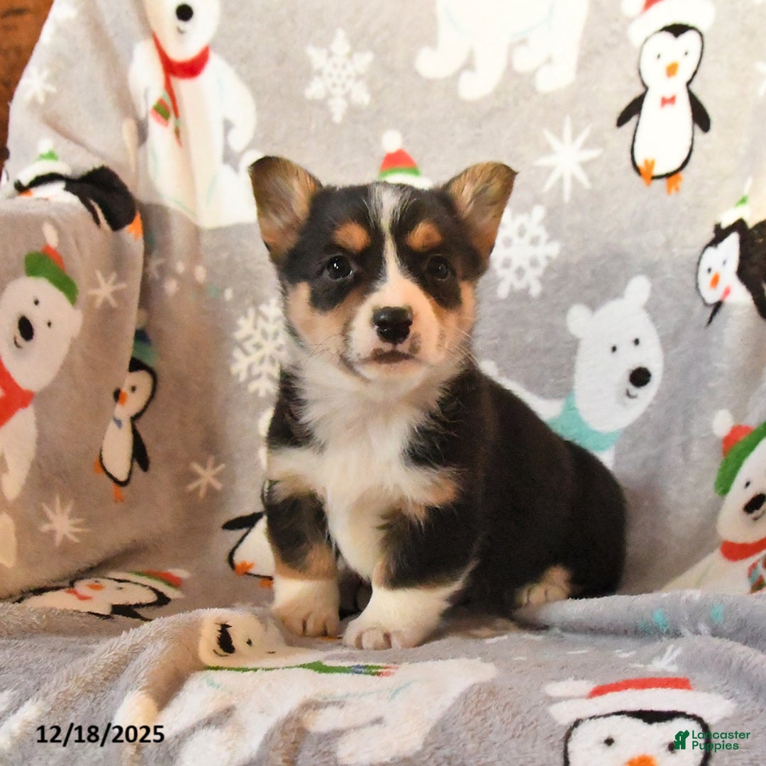 Welsh Corgi Pembroke dogs for sale: Gus - Ad 2