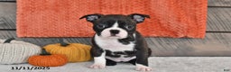 Boston Terrier dogs for sale: Flicka - Ad 5