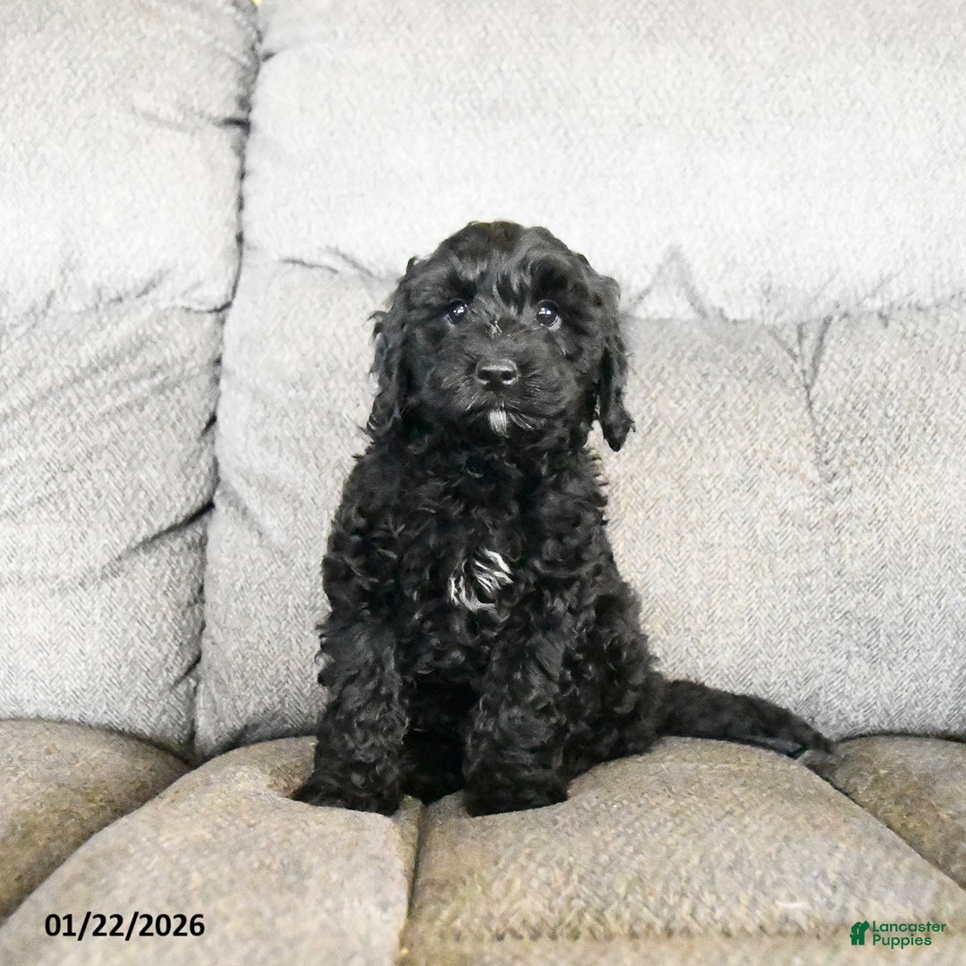 Cockapoo dogs for sale: Milo  - Ad 4