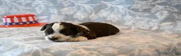 Havapoo dogs for sale: Ashley  - Ad 1