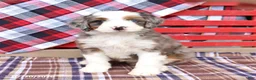 Mini Bernedoodle dogs for sale: Gigi  - Ad 5