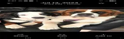 Mixed Breed dogs for sale: First Pick Male St Bernese Pup dob 6/2/26 - Ad 8
