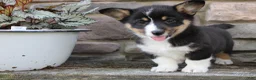Welsh Corgi Pembroke dogs for sale: Diesel - Ad 5
