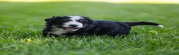 Bernedoodle dogs for sale: Brooks Bernedoodle Puppy  - Ad 2