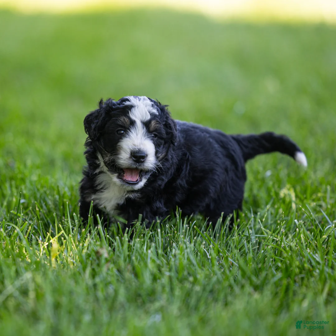 Bernedoodle dogs for sale: Brooks Bernedoodle Puppy  - Ad 2