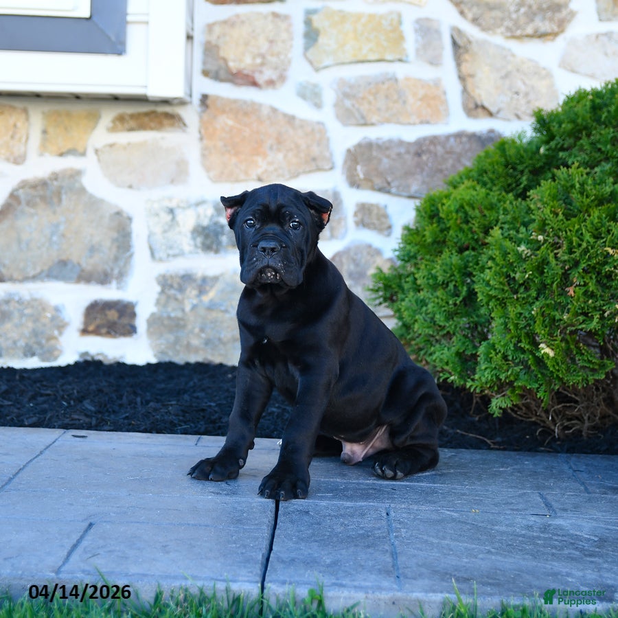 Cane Corso dogs T bone - Ad 1
