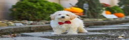 Maltipoo dogs for sale: Koda - Ad 4