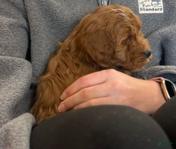 Mini Goldendoodle dogs Wyatt 💙 Genetic Clear Parents - Ad 38