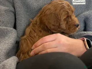 Mini Goldendoodle dogs Wyatt 💙 Genetic Clear Parents - Ad 10