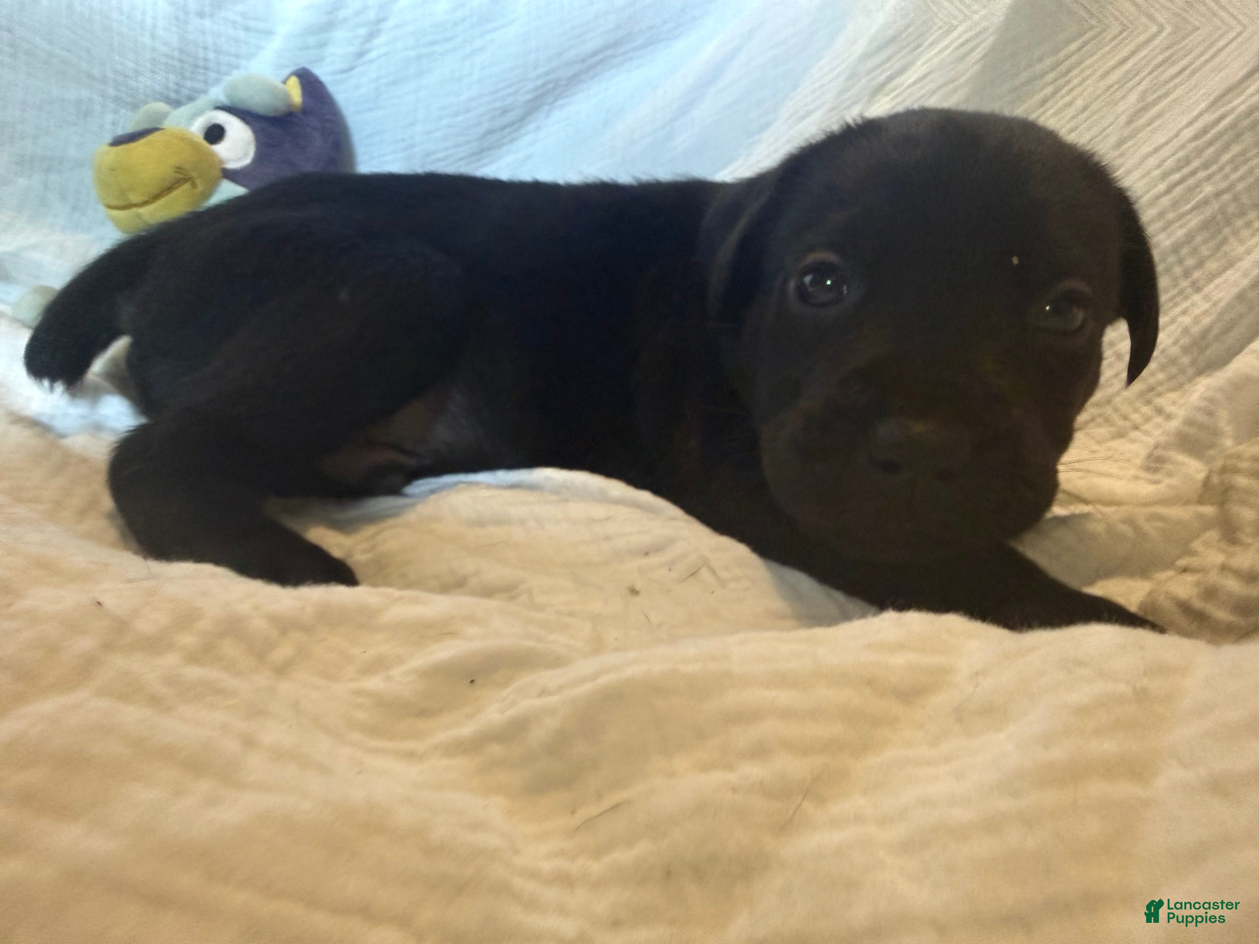 Cane Corso dogs Dean AKC green collar - Ad 34