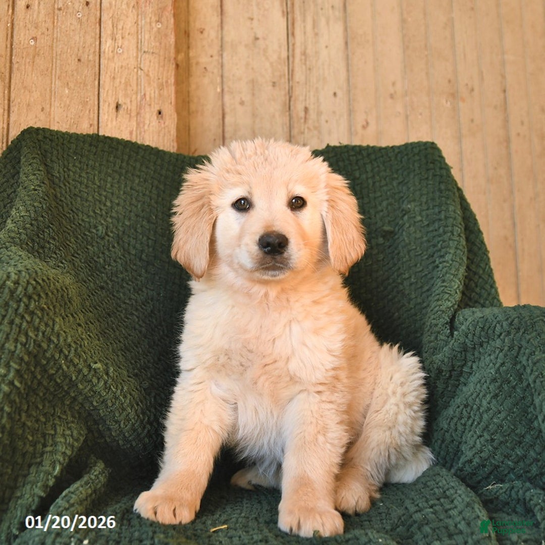 Mixed Breed dogs for sale: Cash  - Ad 1