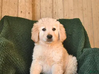 Mixed Breed dogs Cash - Ad 6