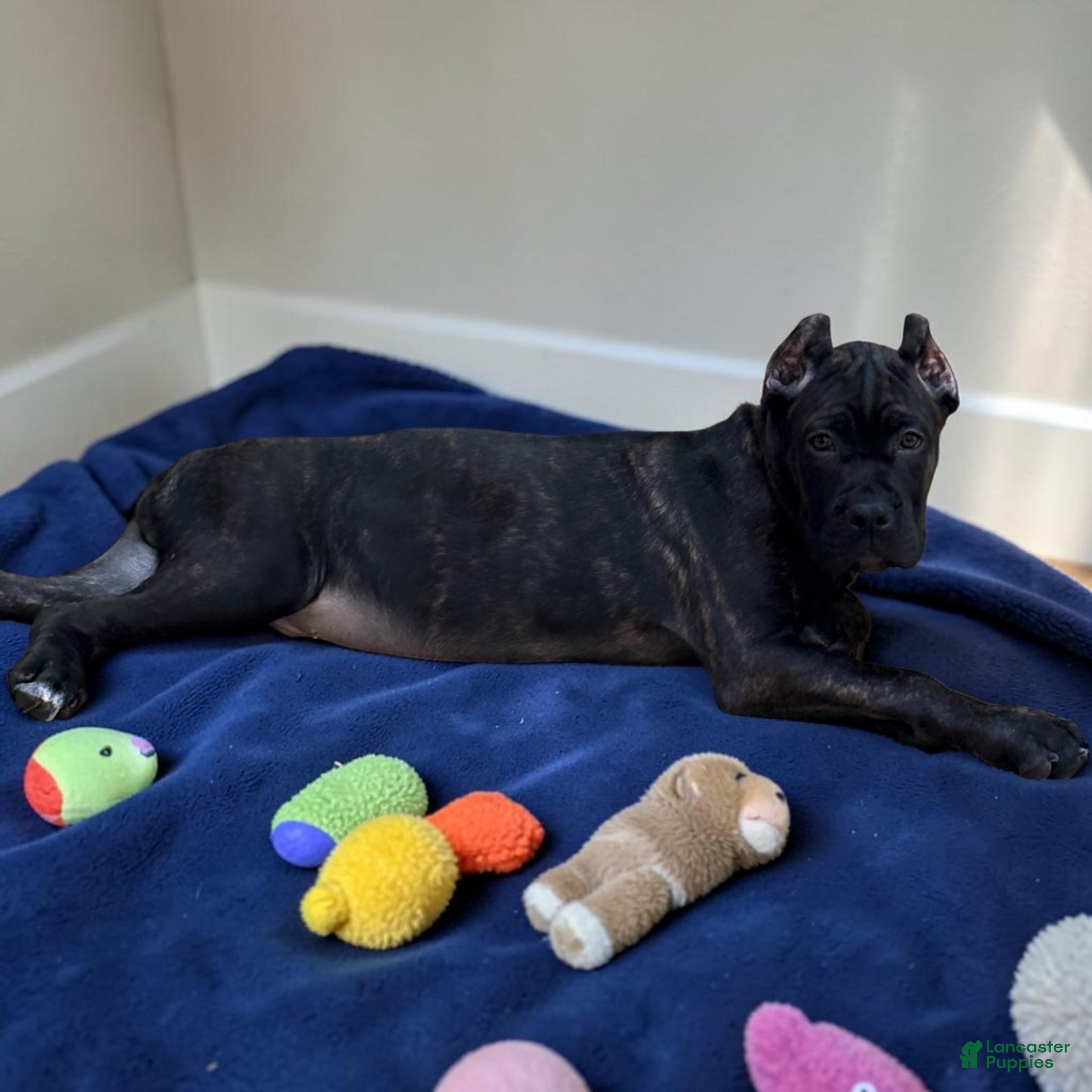 Cane Corso dogs Blue&White - Ad 24