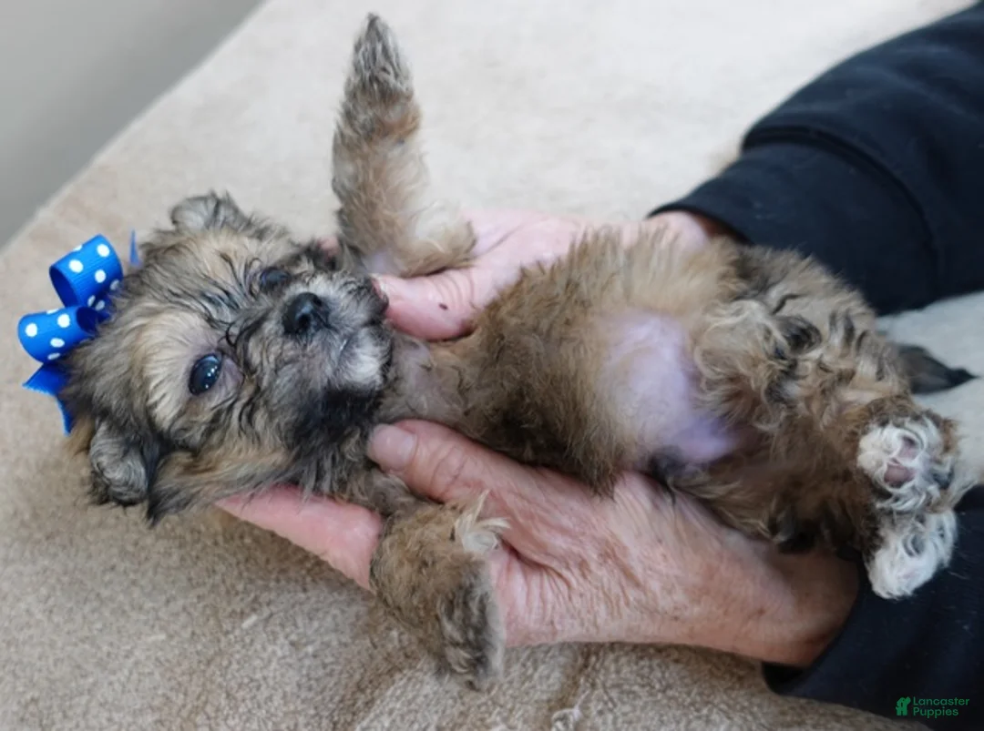 Maltipoo dogs for sale: River - Ad 11