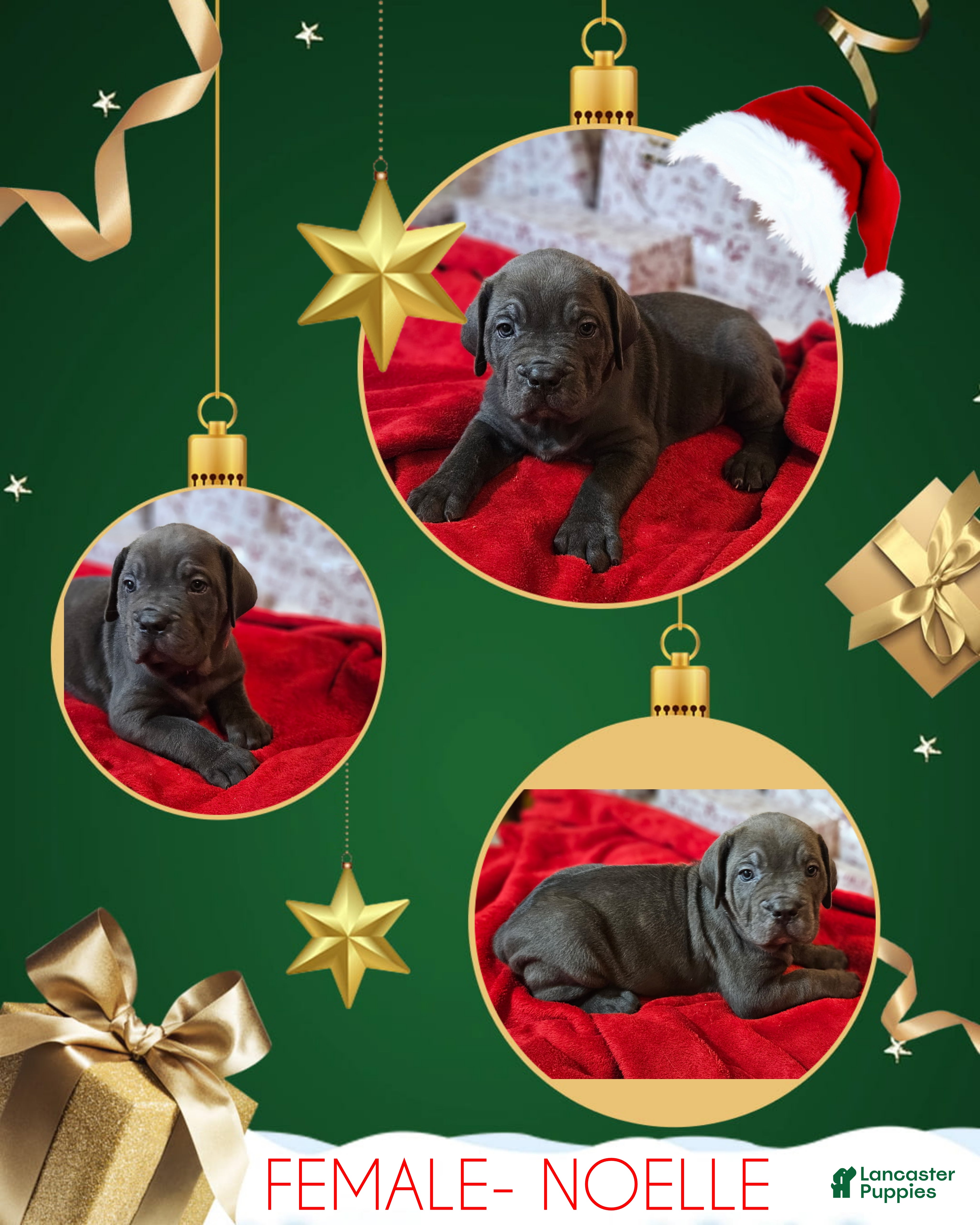 Cane Corso dogs Cane Corso Female Puppy Noelle - Ad 39