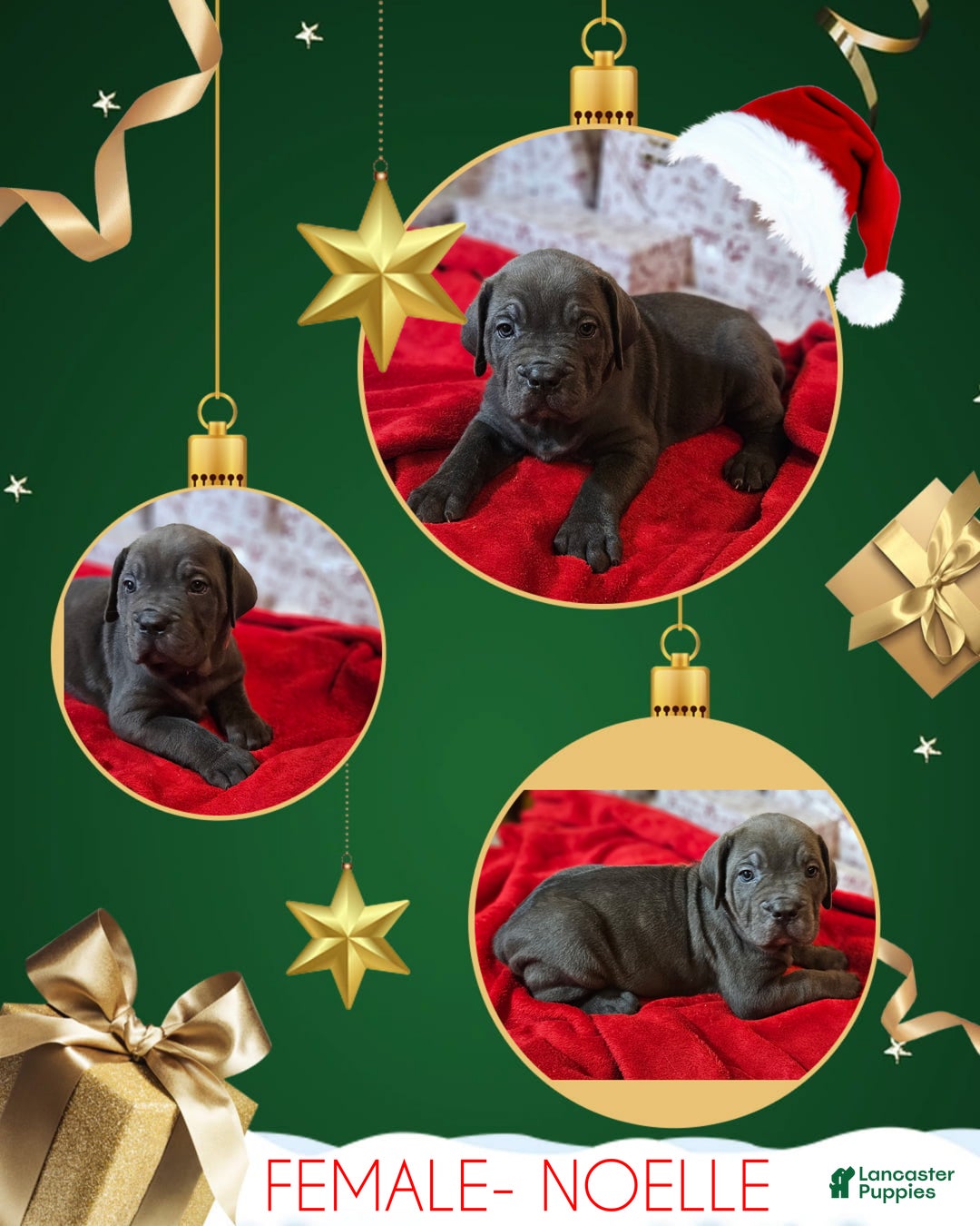 Cane Corso dogs for sale: Cane Corso Female Puppy Noelle - Ad 1