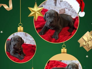 Cane Corso dogs Cane Corso Female Puppy Noelle - Ad 39