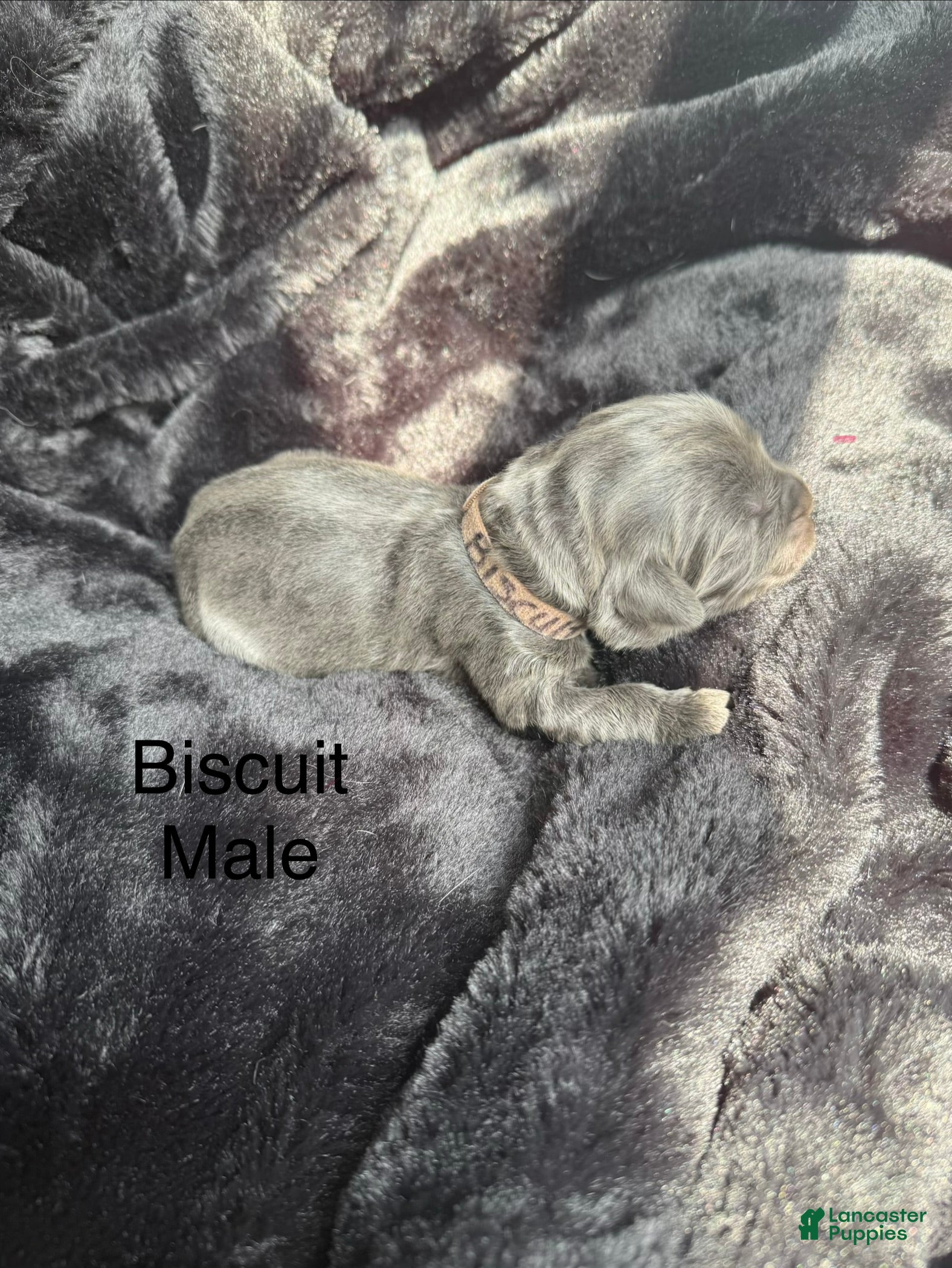 Newfoundland dogs Biscuit - Ad 22