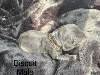 Newfoundland dogs Biscuit - Ad 21