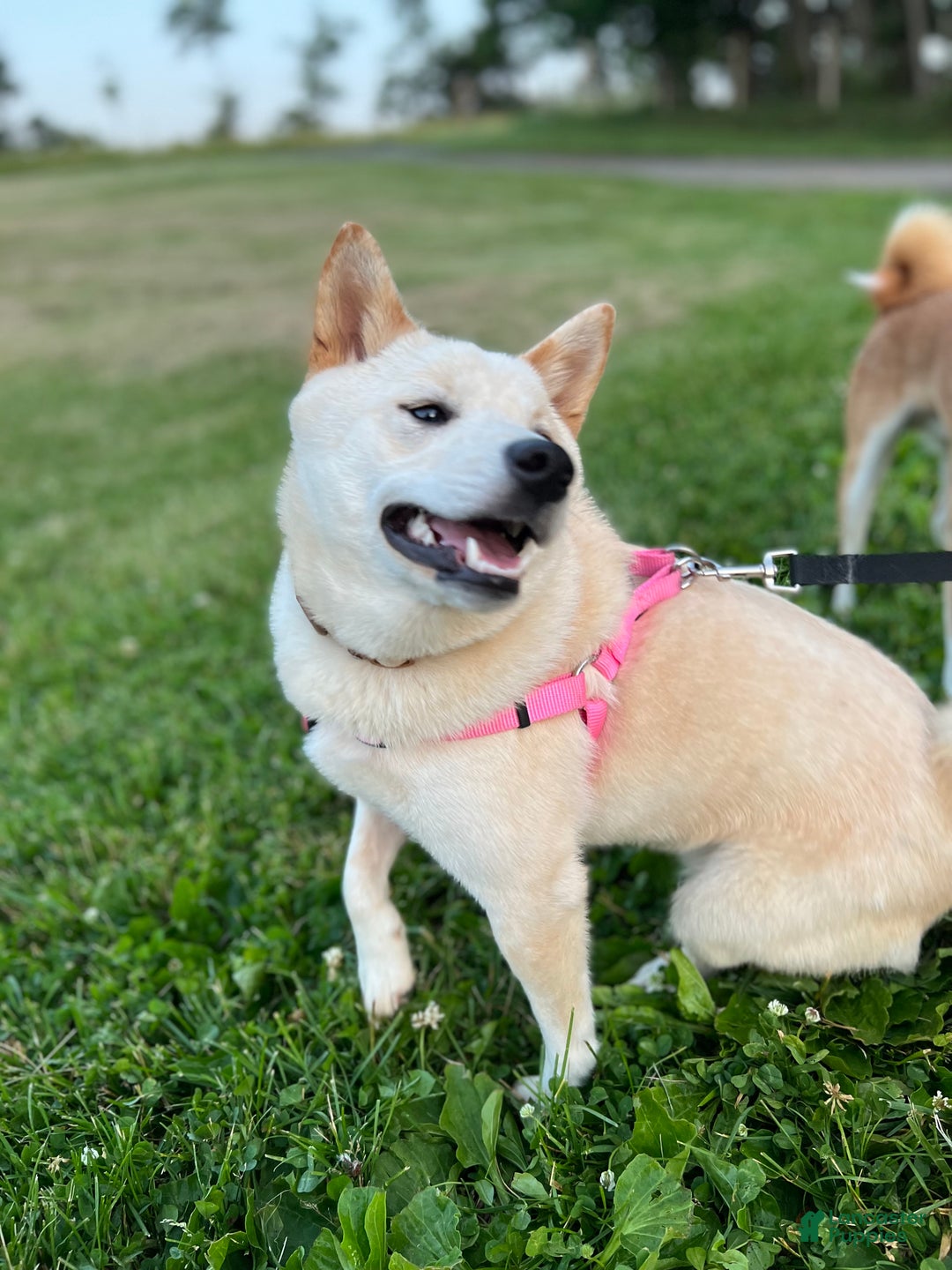 Shiba Inu dogs for sale: Shiba Inu Puppy 2 - Ad 4