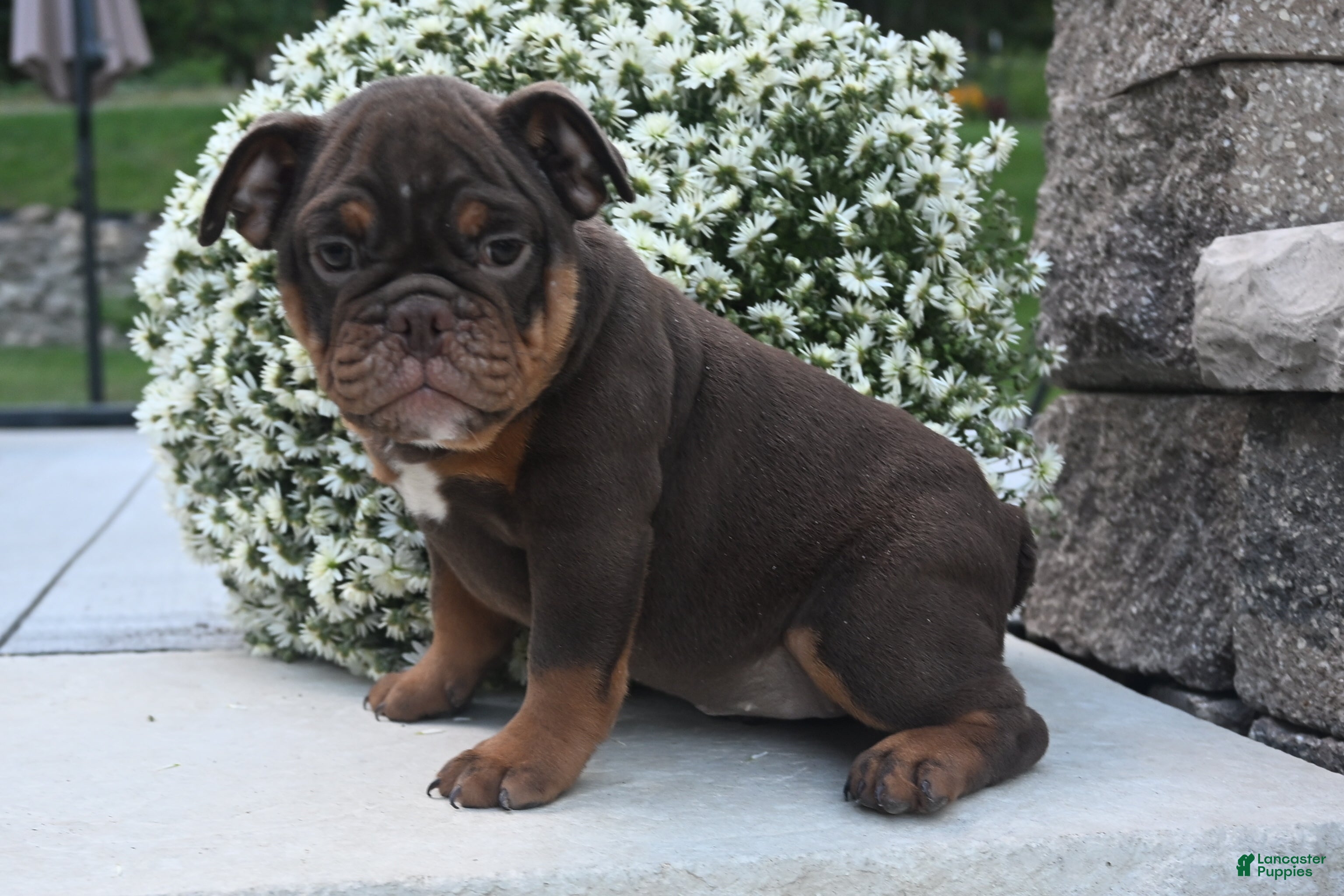 English Bulldog dogs Chloe - Ad 2