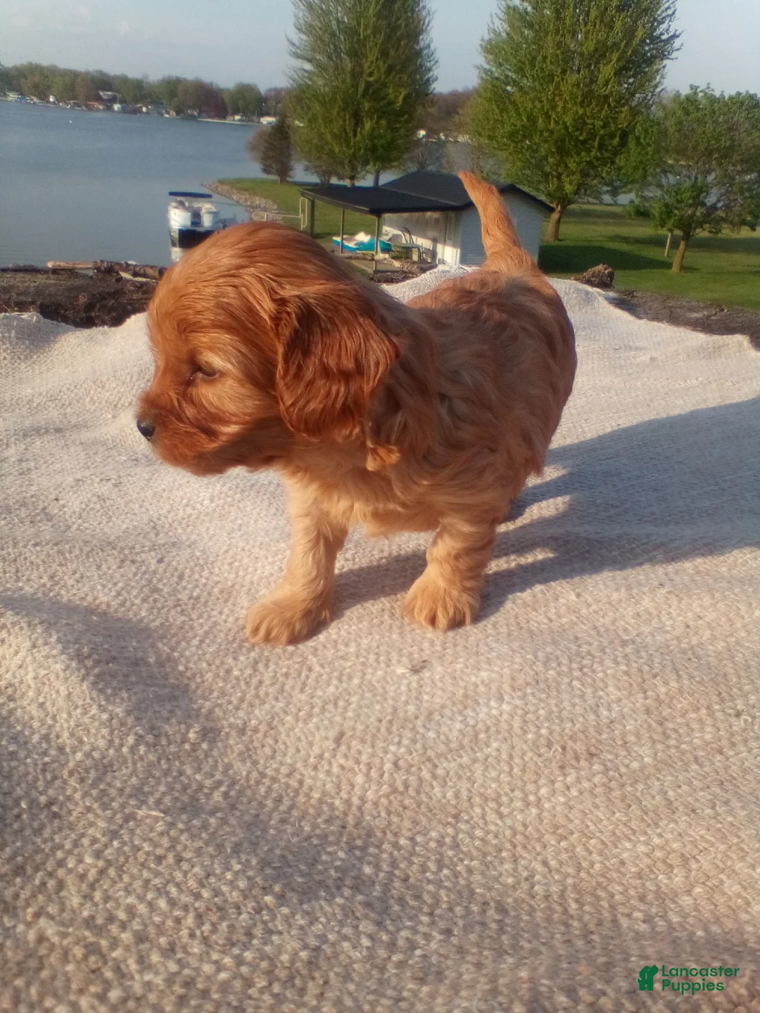 Cavapoo dogs for sale: Ginger  - Ad 1