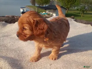 Cavapoo dogs Ginger - Ad 9
