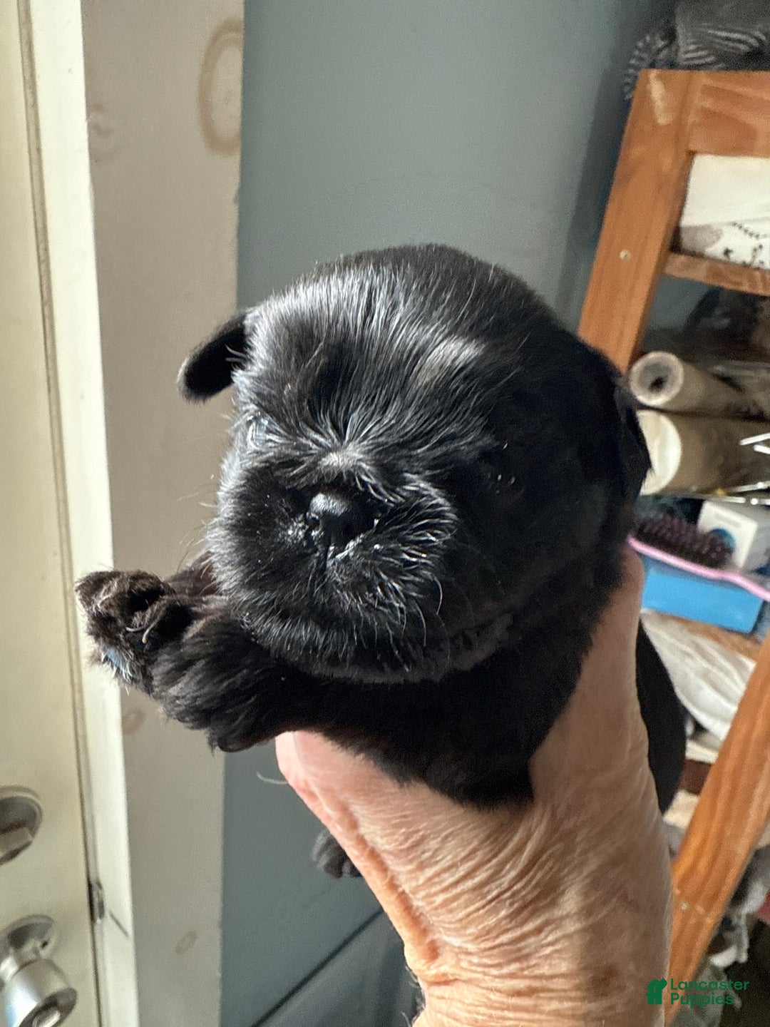 Brussels Griffon dogs for sale: Cassidy - Ad 3