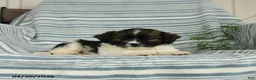 Shihpoo dogs for sale: Starburst - Ad 2