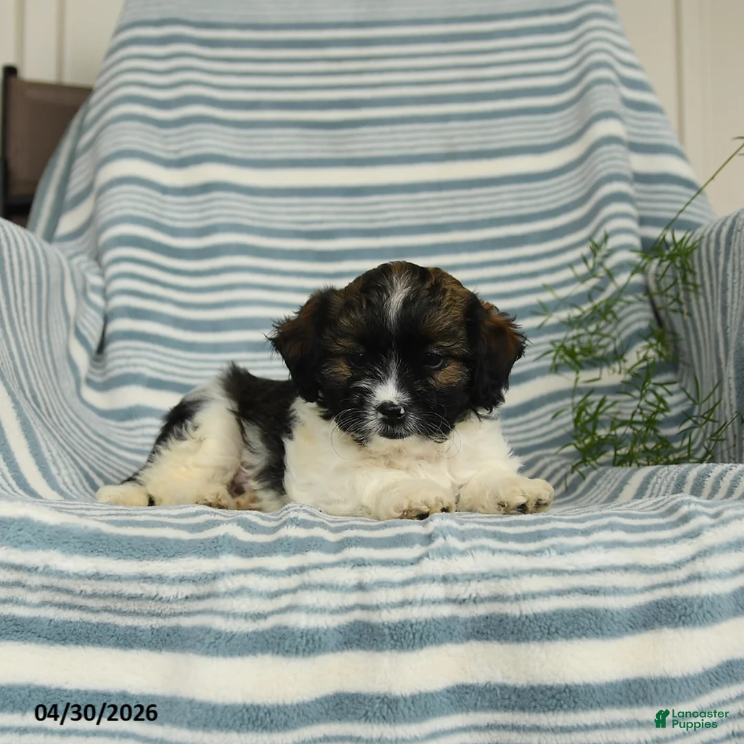 Shihpoo dogs for sale: Starburst - Ad 2