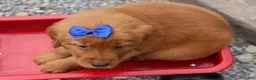 Golden Retriever dogs for sale: Quincy💙 - Ad 12