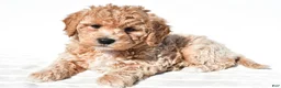 Mini Goldendoodle dogs for sale: Bella - Ad 3