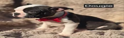 Boston Terrier dogs for sale: Douggie - Ad 7