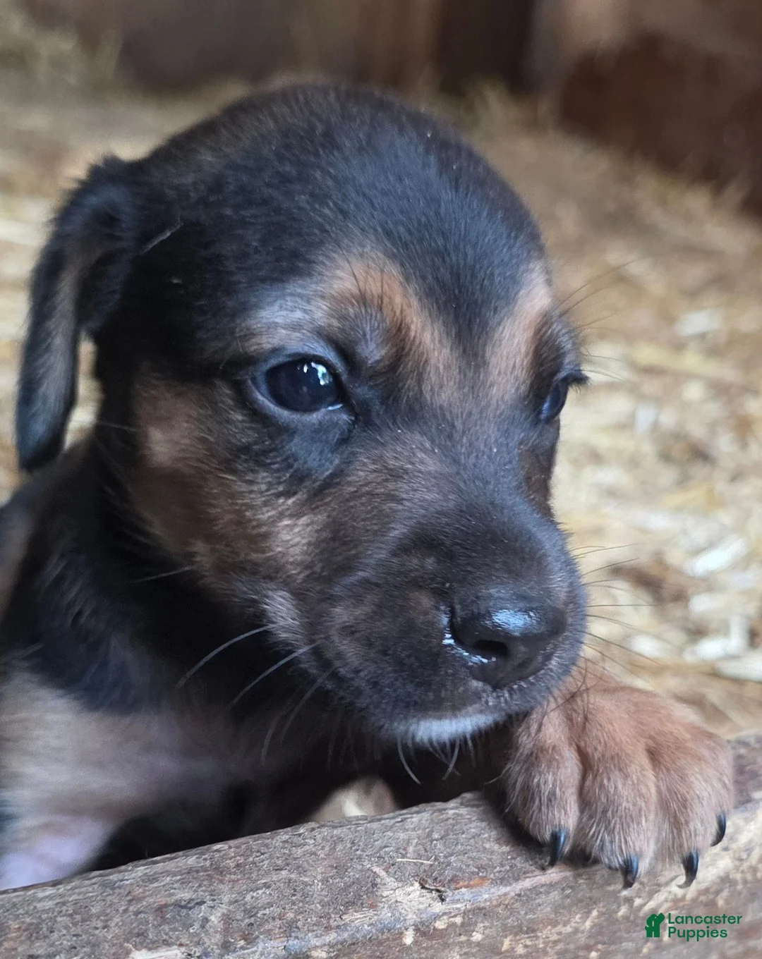 Mixed Breed dogs for sale: Mixed Breed 4 - Ad 2