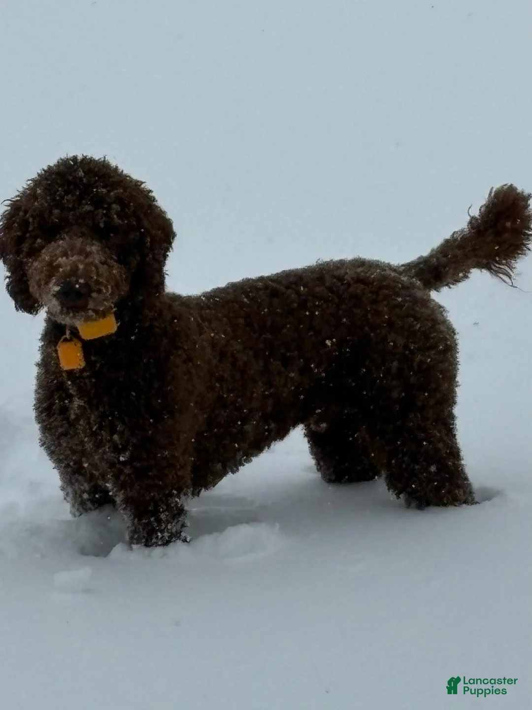 Goldendoodle dogs for sale: Goldendoodle 1 - Ad 3