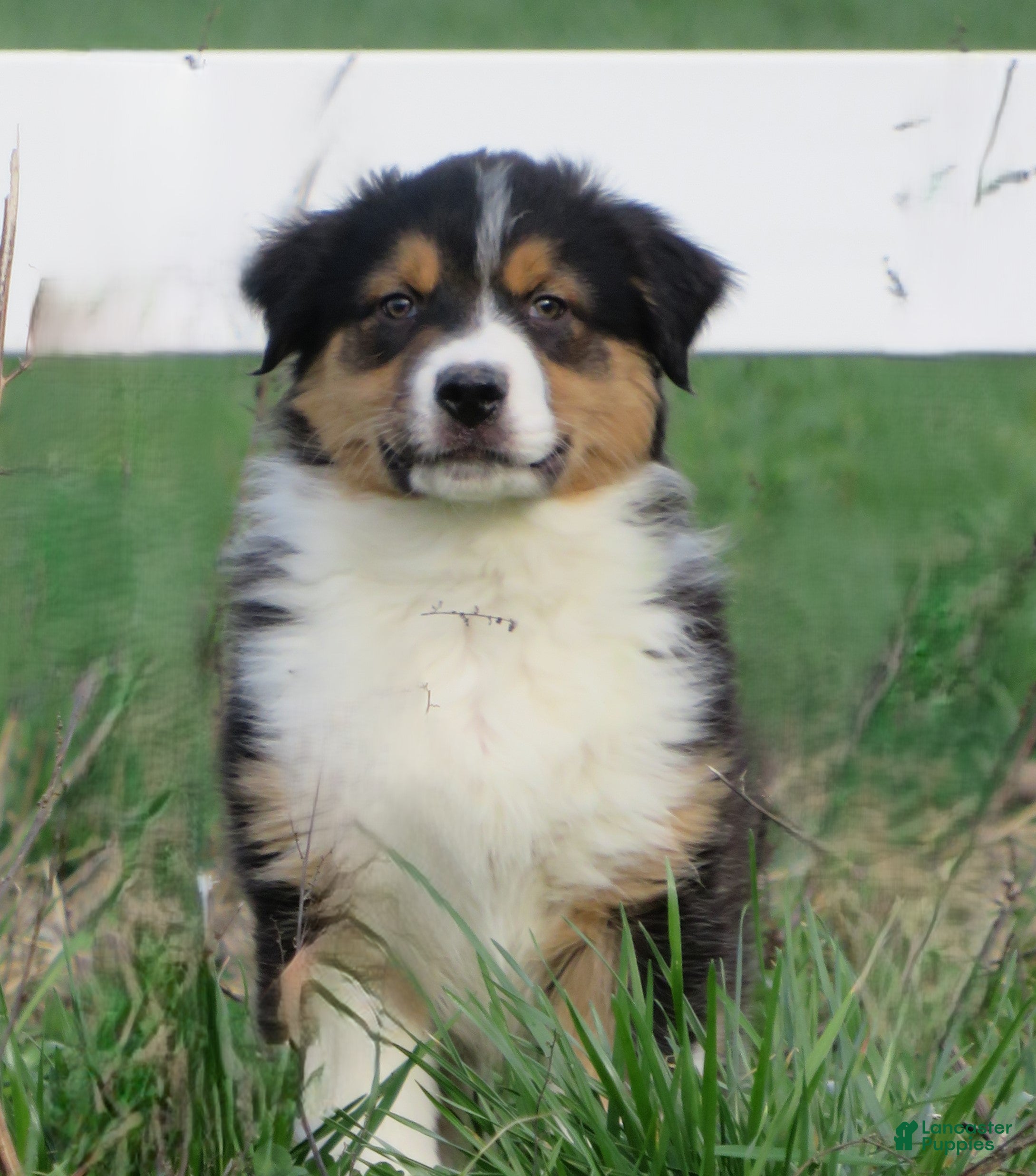Australian Shepherd dogs Oxford - Ad 2