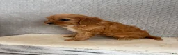 Cavapoo dogs for sale: Maya - Ad 4