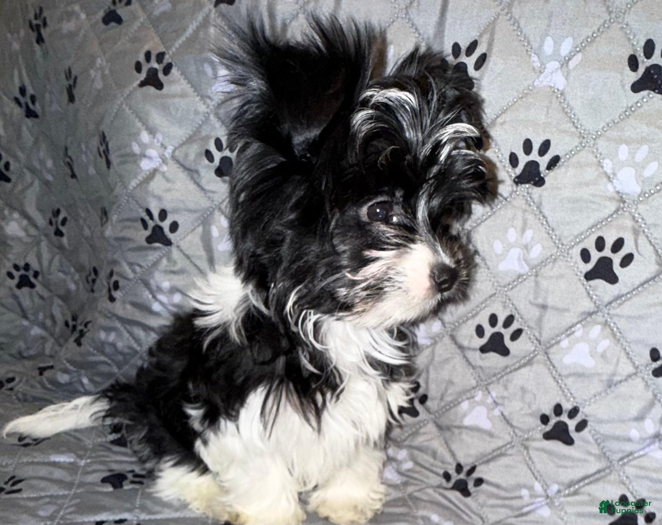 Yorkshire Terrier dogs for sale: Princess - Ad 4