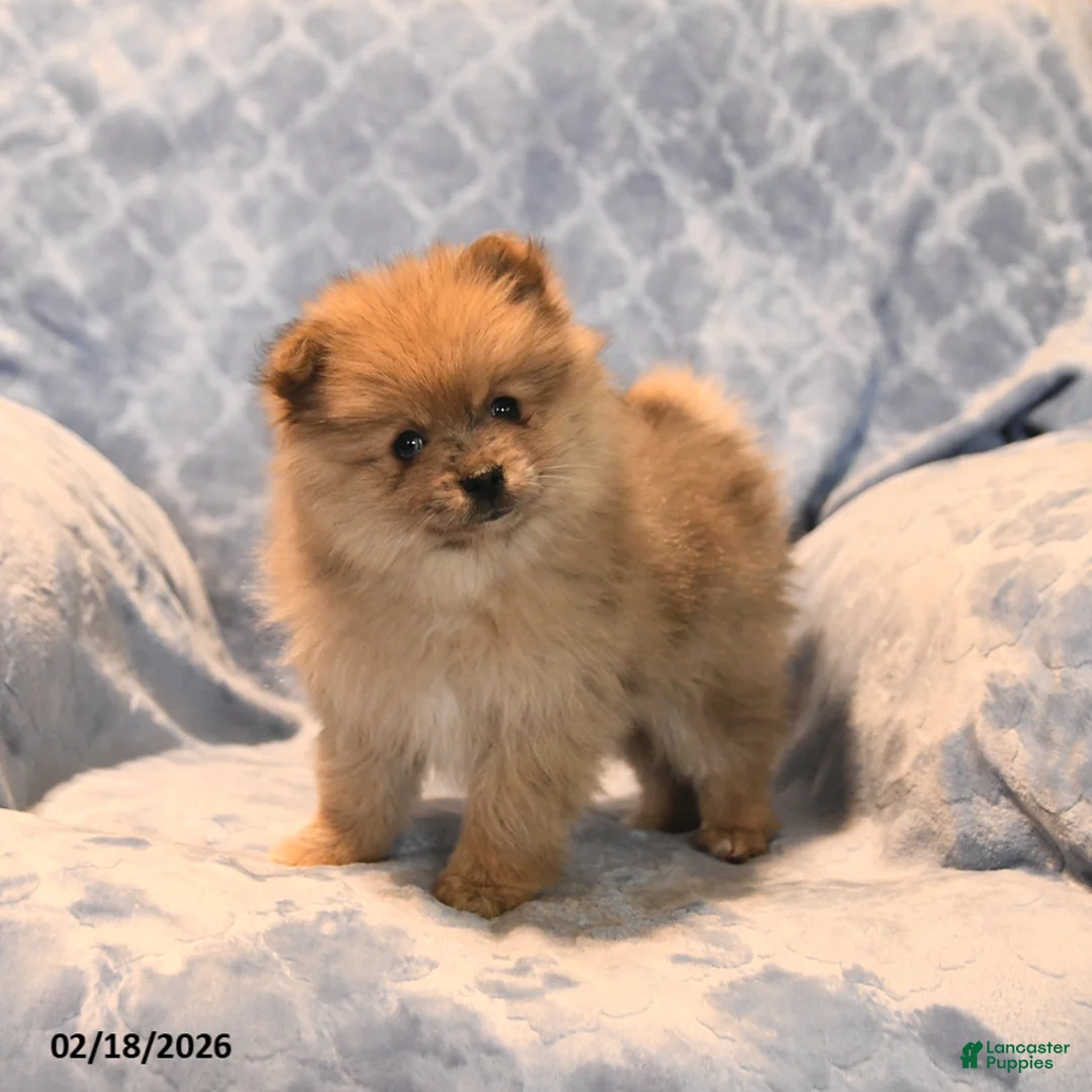 Pomeranian dogs for sale: Jimmy - Ad 3